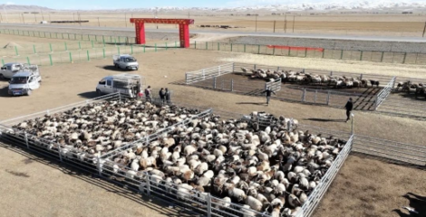 同德縣 多措并舉打造有機農畜產品輸出地，推進畜牧業高質量可持續發展